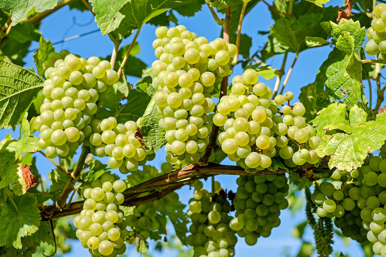 Image - grapes fruit vine grapevine