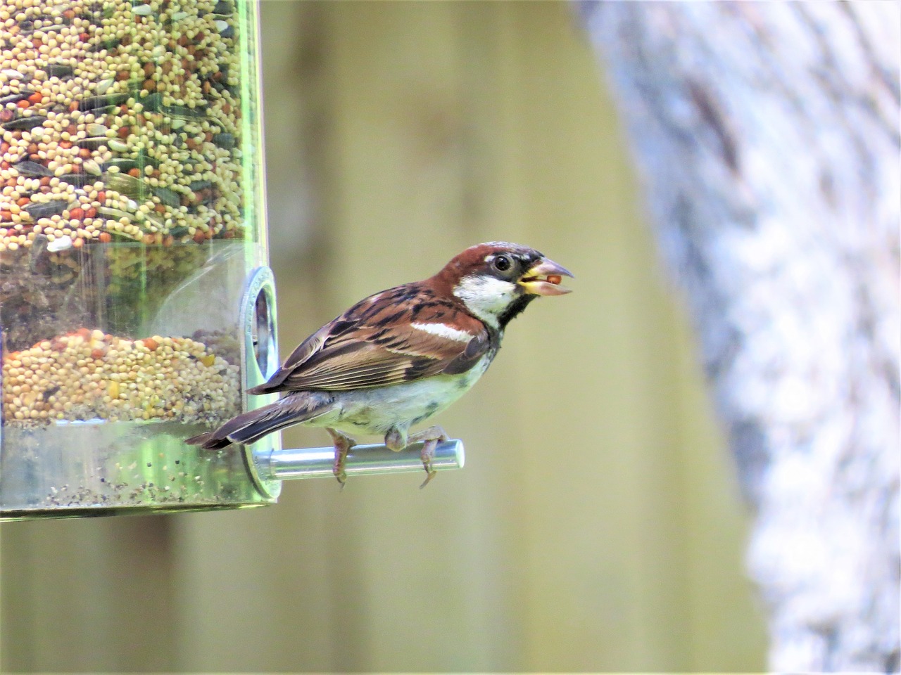 Image - bird brown and tan cute wildlife