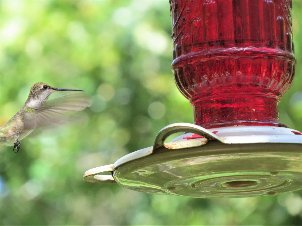 Image - bird hummingbird red feeder