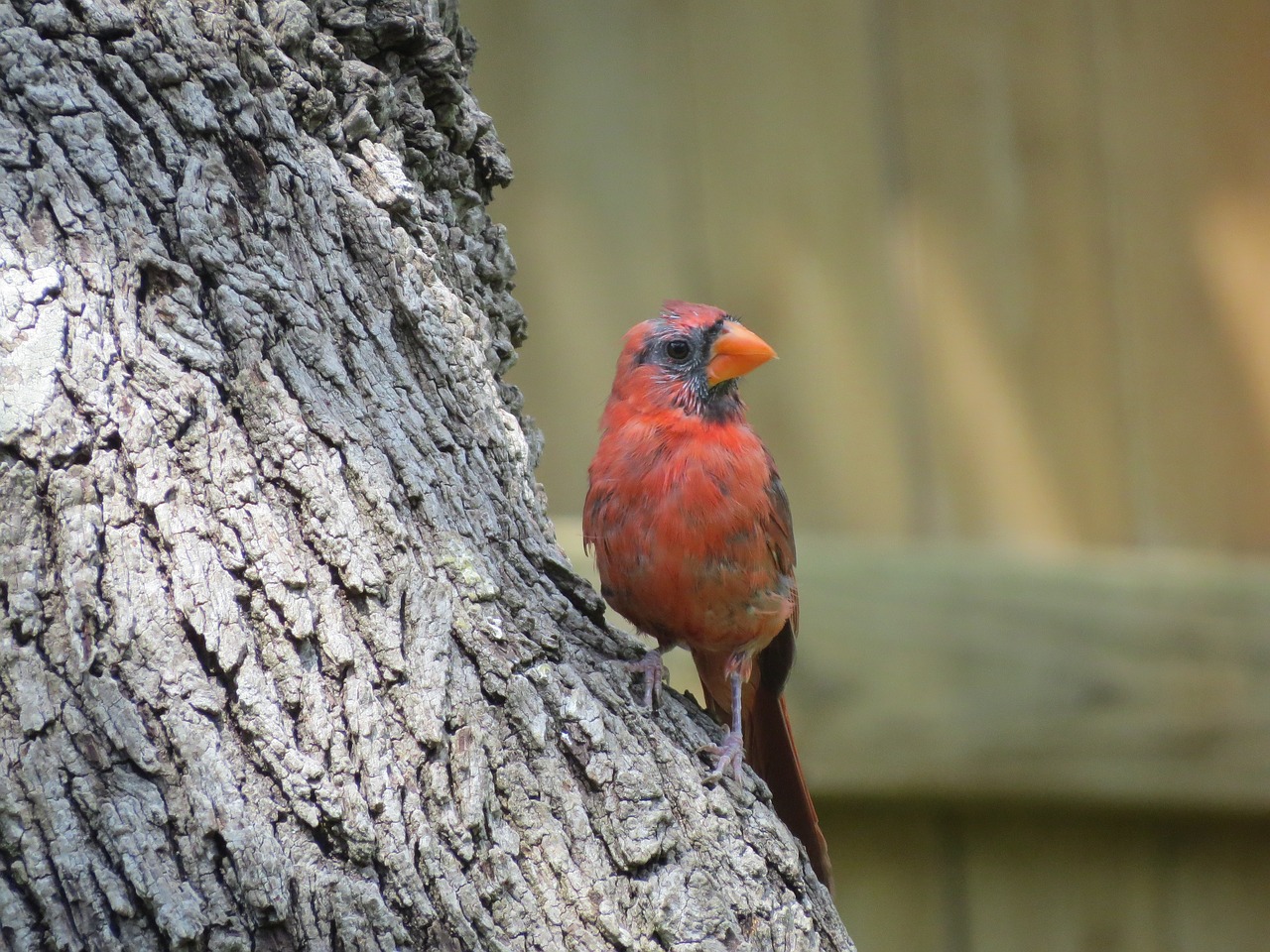 Image - bird young red wildlife