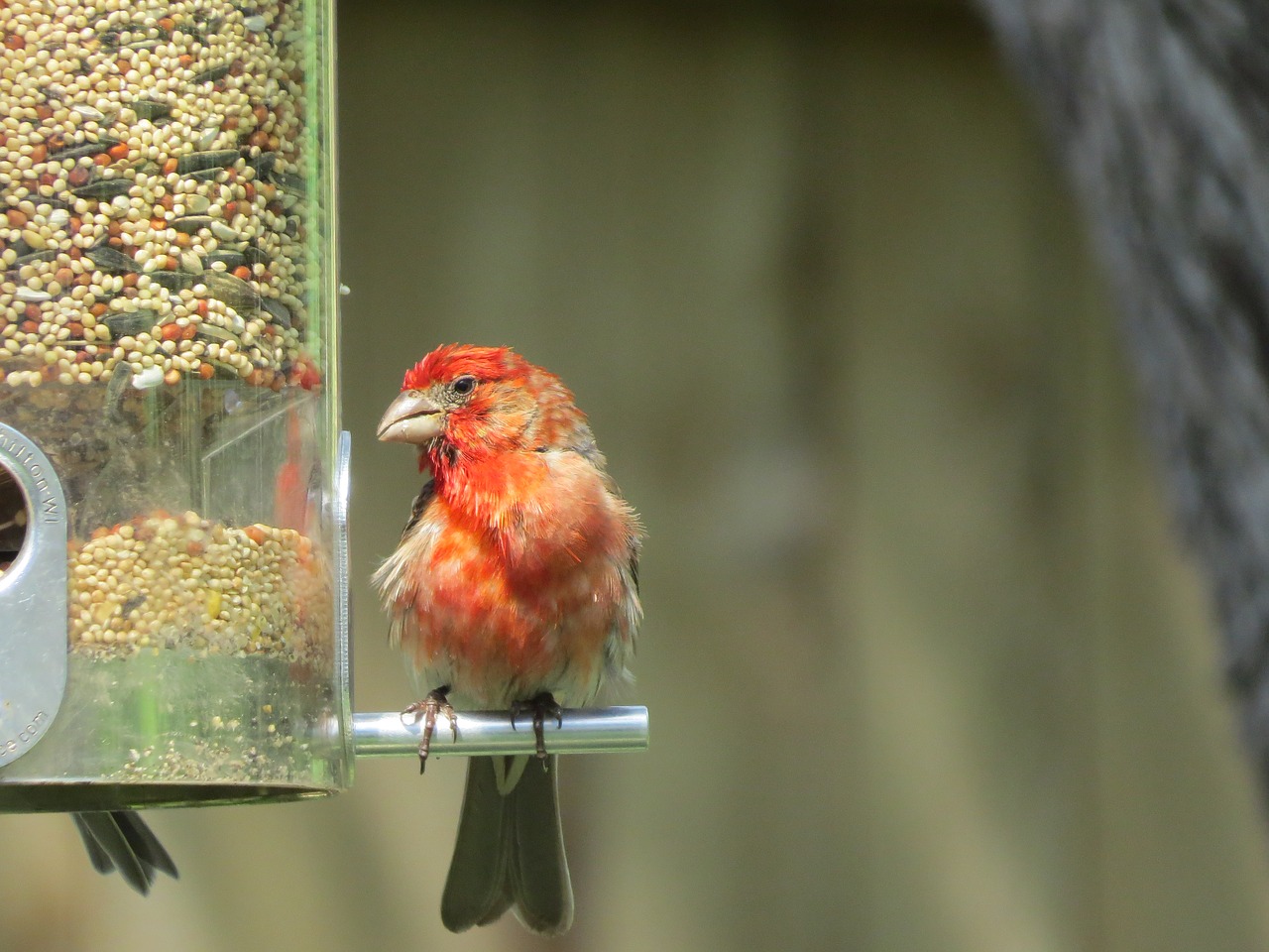 Image - bird scarlet and gray close up