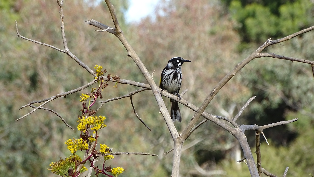 Image - new holland honeyeater bird