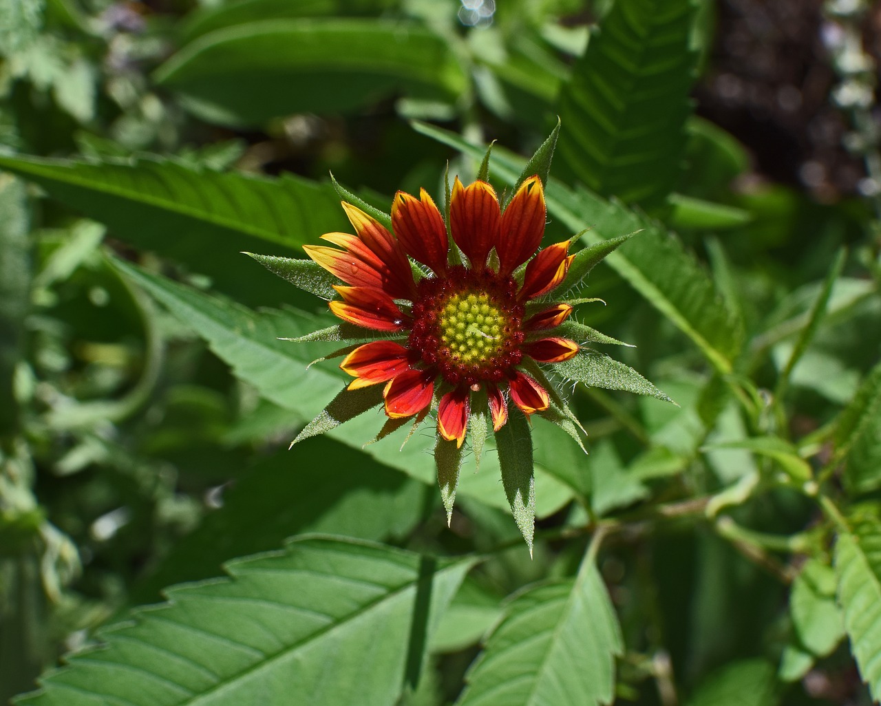 Image - coreopsis opening bud flower