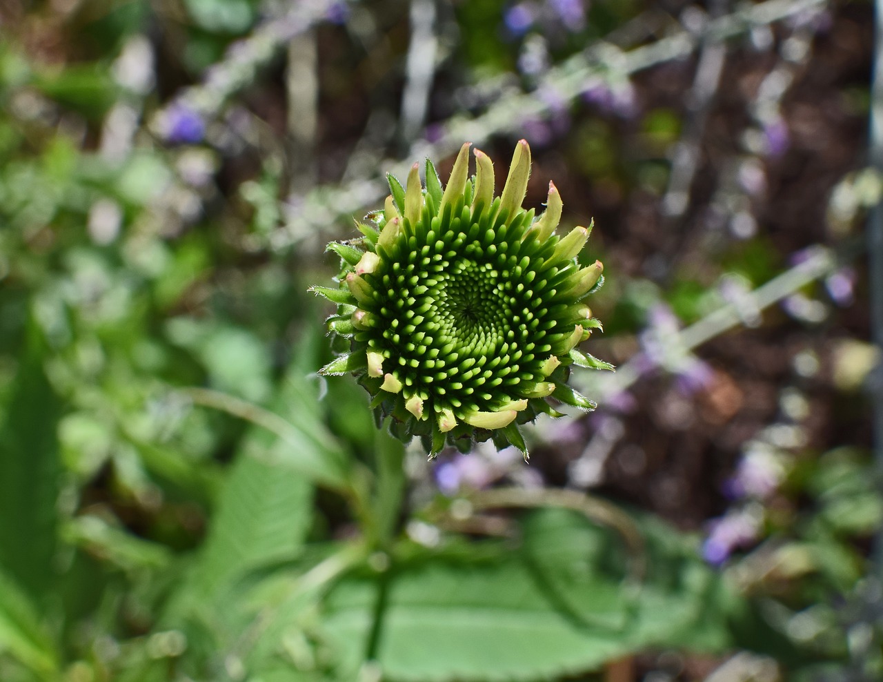 Image - coreopsis opening bud flower