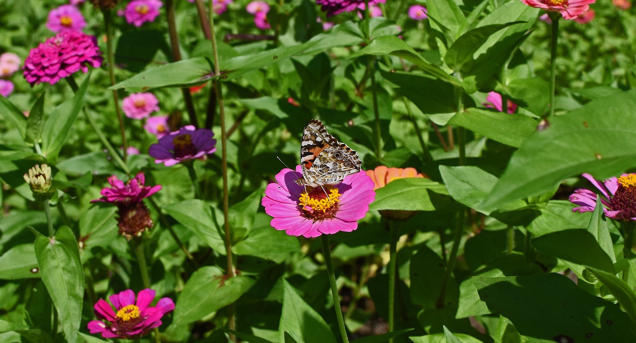 Image - great spangled fritillary butterfly