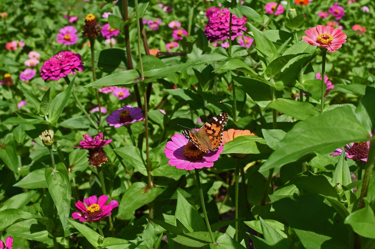 Image - great spangled fritillary butterfly