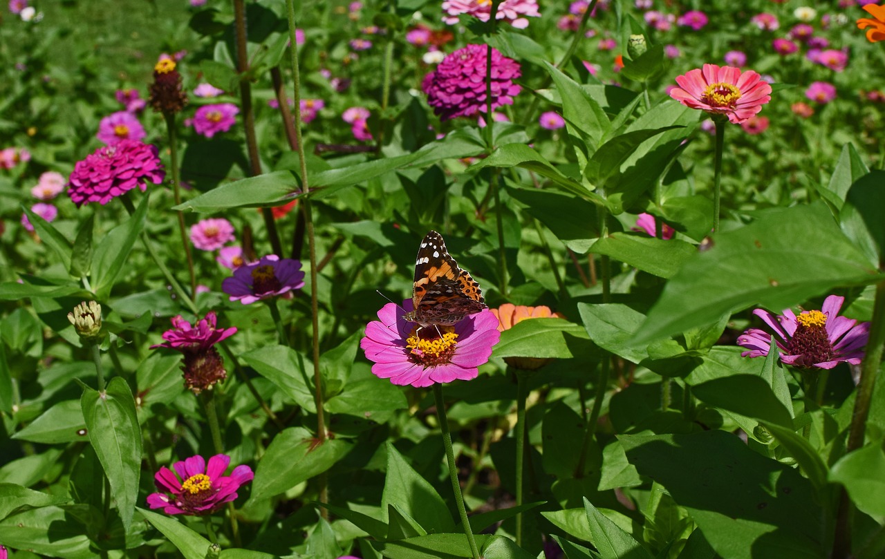 Image - great spangled fritillary butterfly