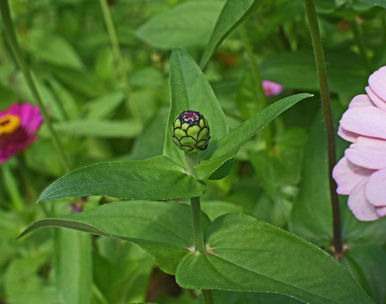 Image - pink zinnia bud bud flower blossom