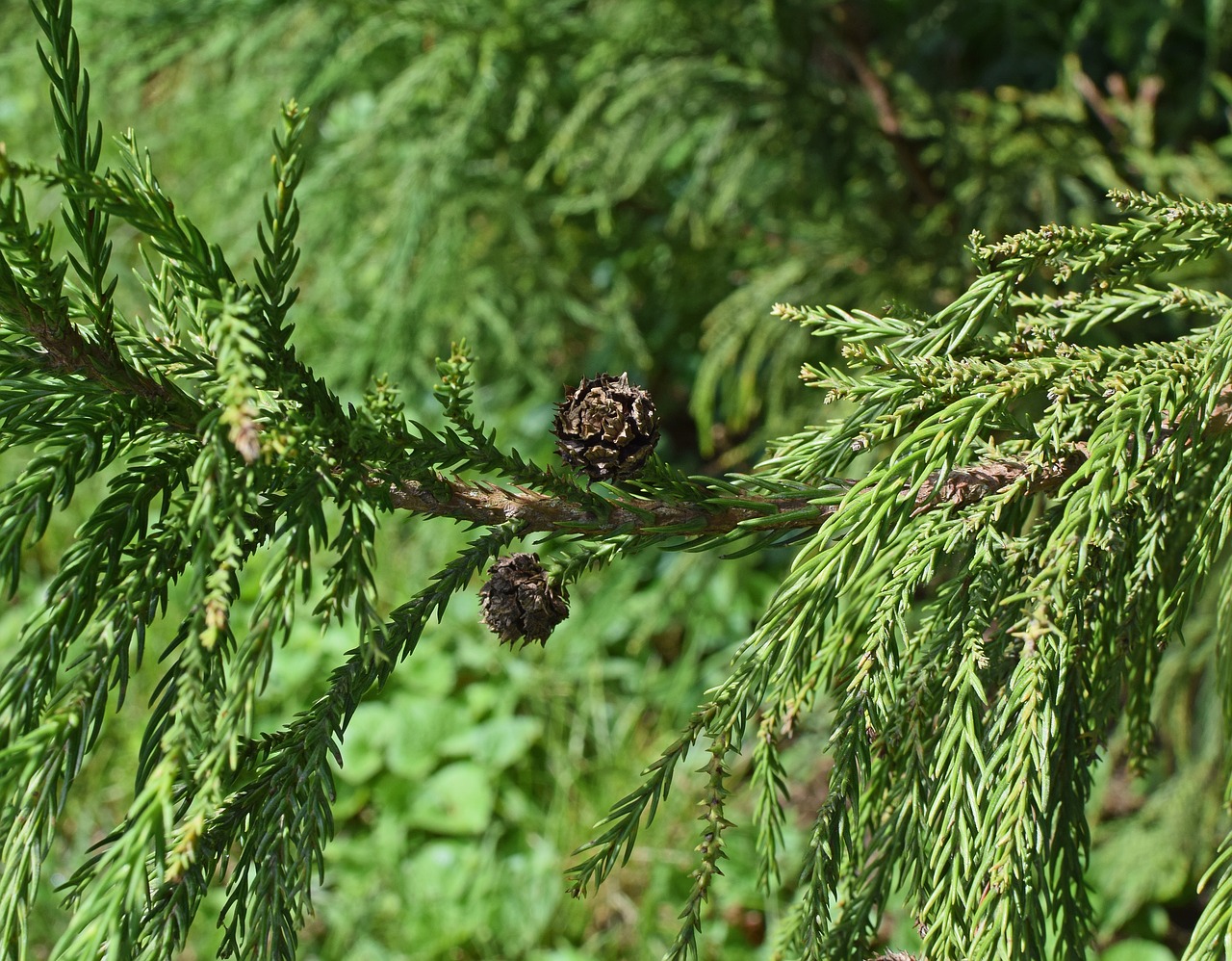 Image - leyland cyprus cones evergreen