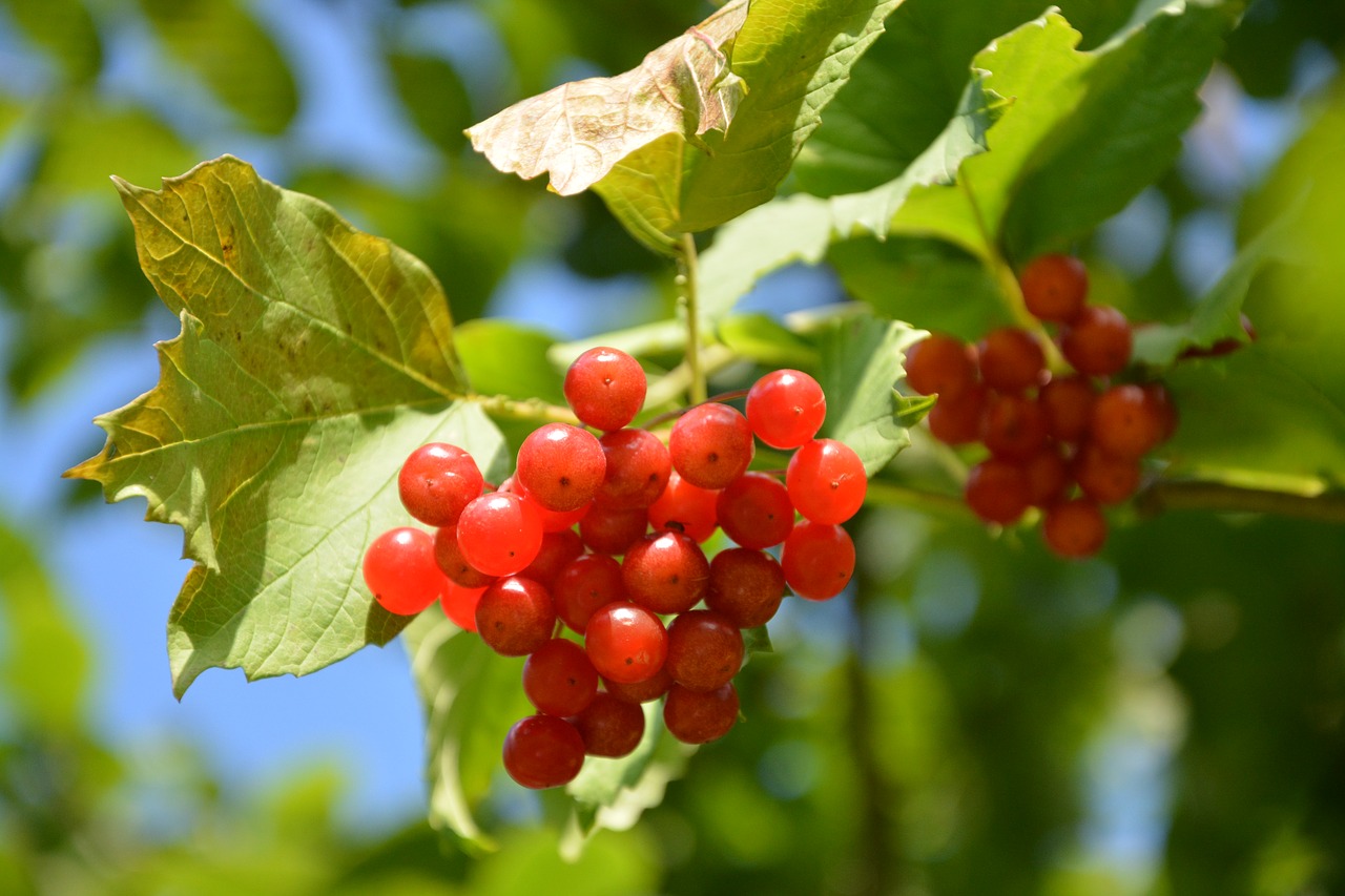 Image - viburnum shrub red fruit not edible