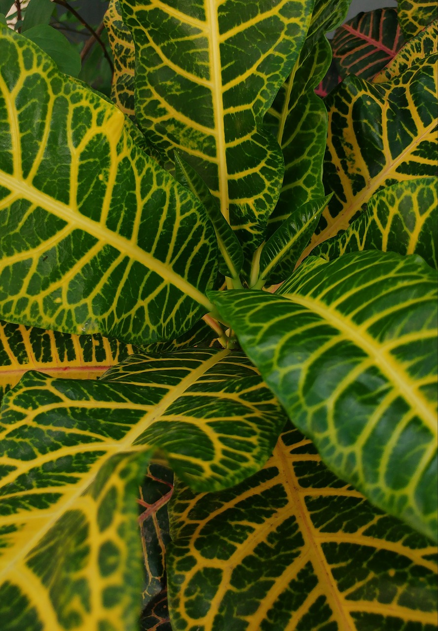 Image - leaf fresh yellowish green plants