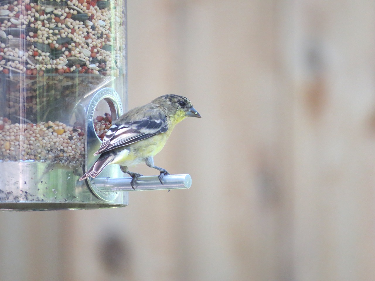 Image - bird yellow and gray wildlife