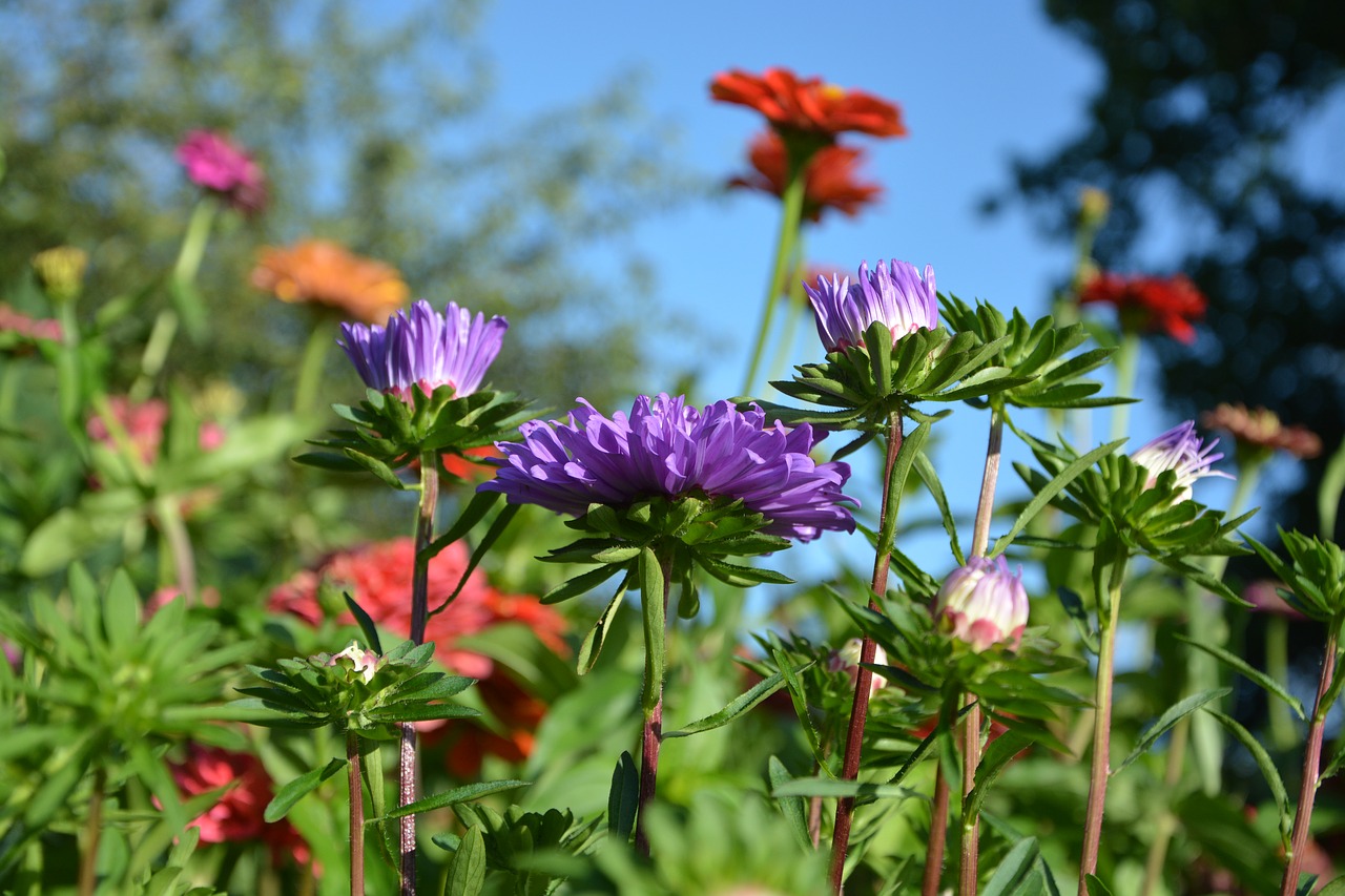 Image - flowers massif polyculture plant