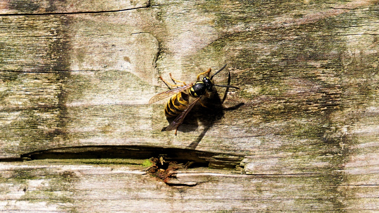 Image - wasp insect nature animal board