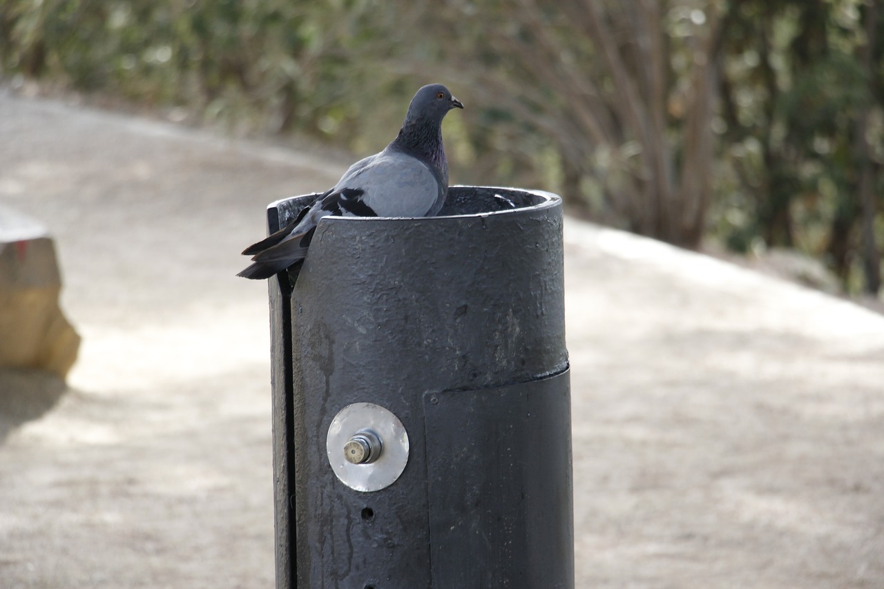 Image - pigeon drinking fountain park