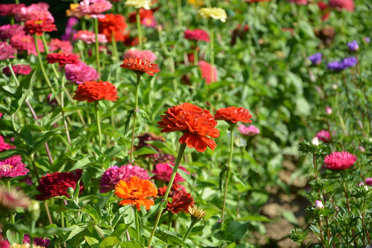 Image - flowers massif colors red orange