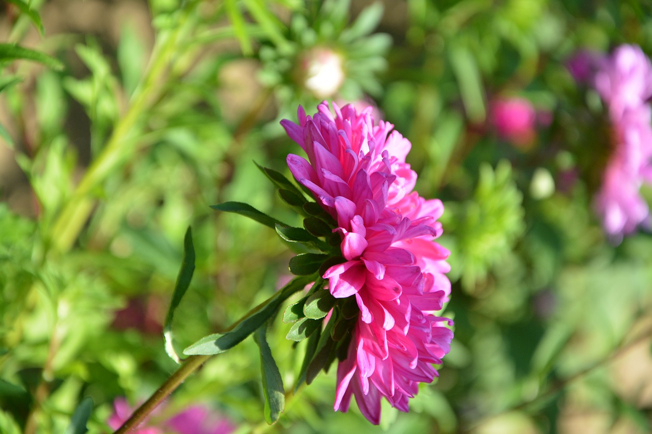 Image - flower plant profile of flower