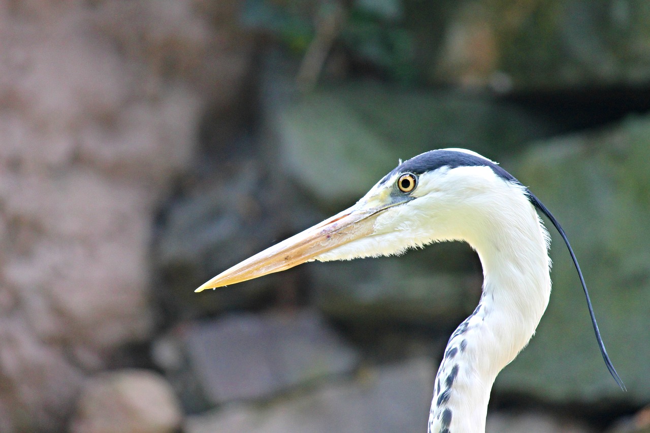 Image - grey heron heron bird ardea cinerea