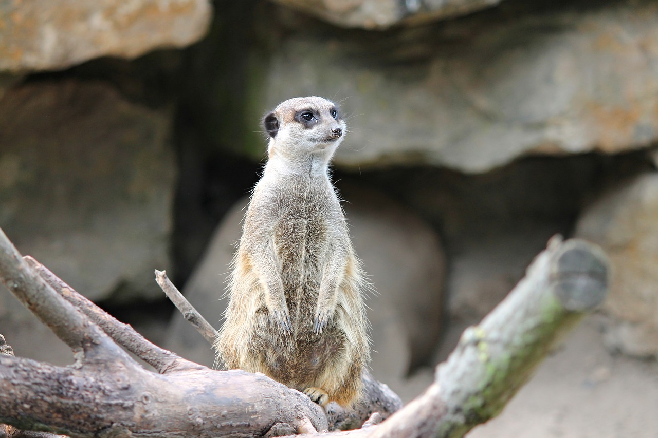 Image - meerkat mongoose scharrtier