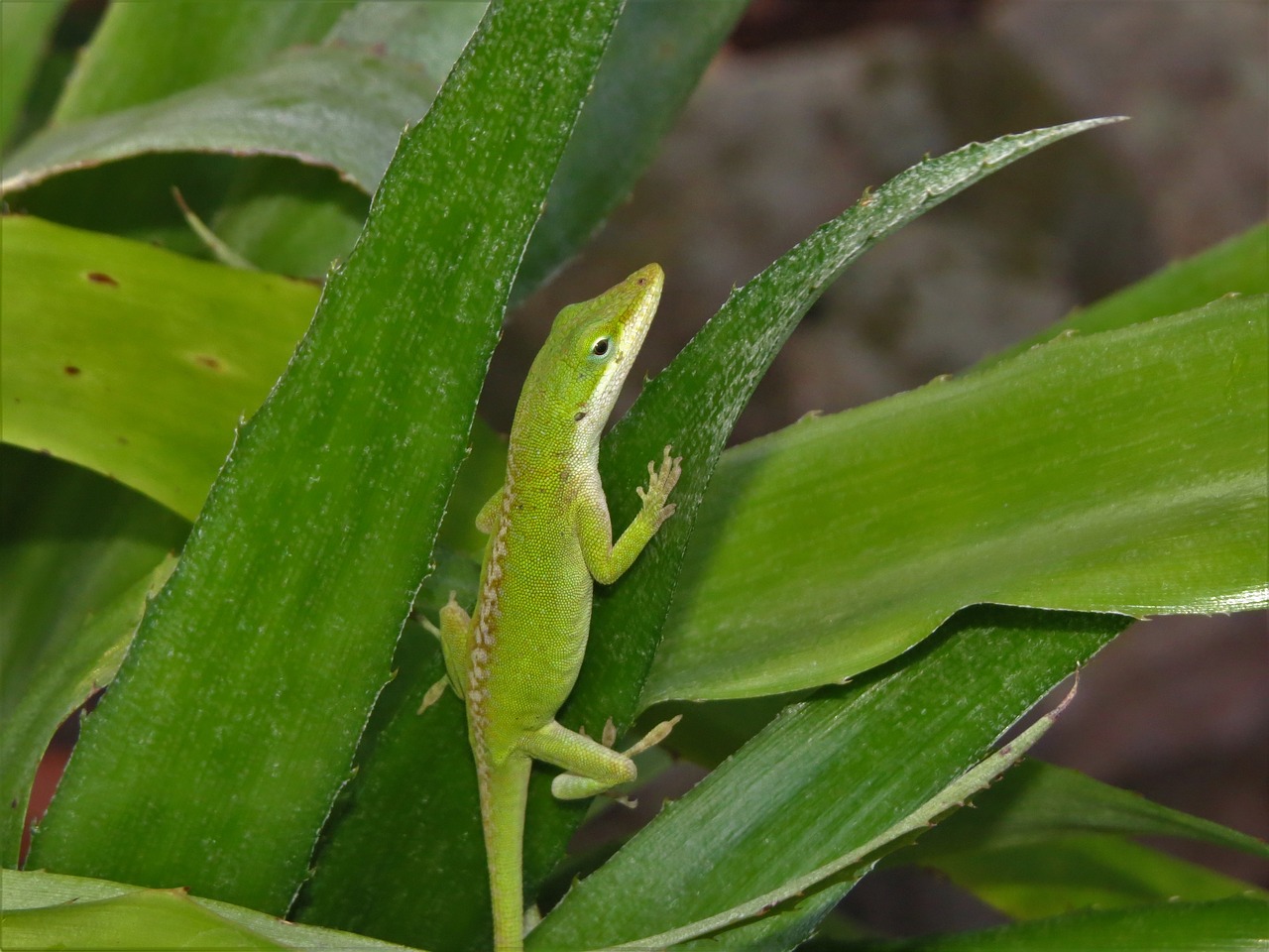 Image - reptile lizard green and white