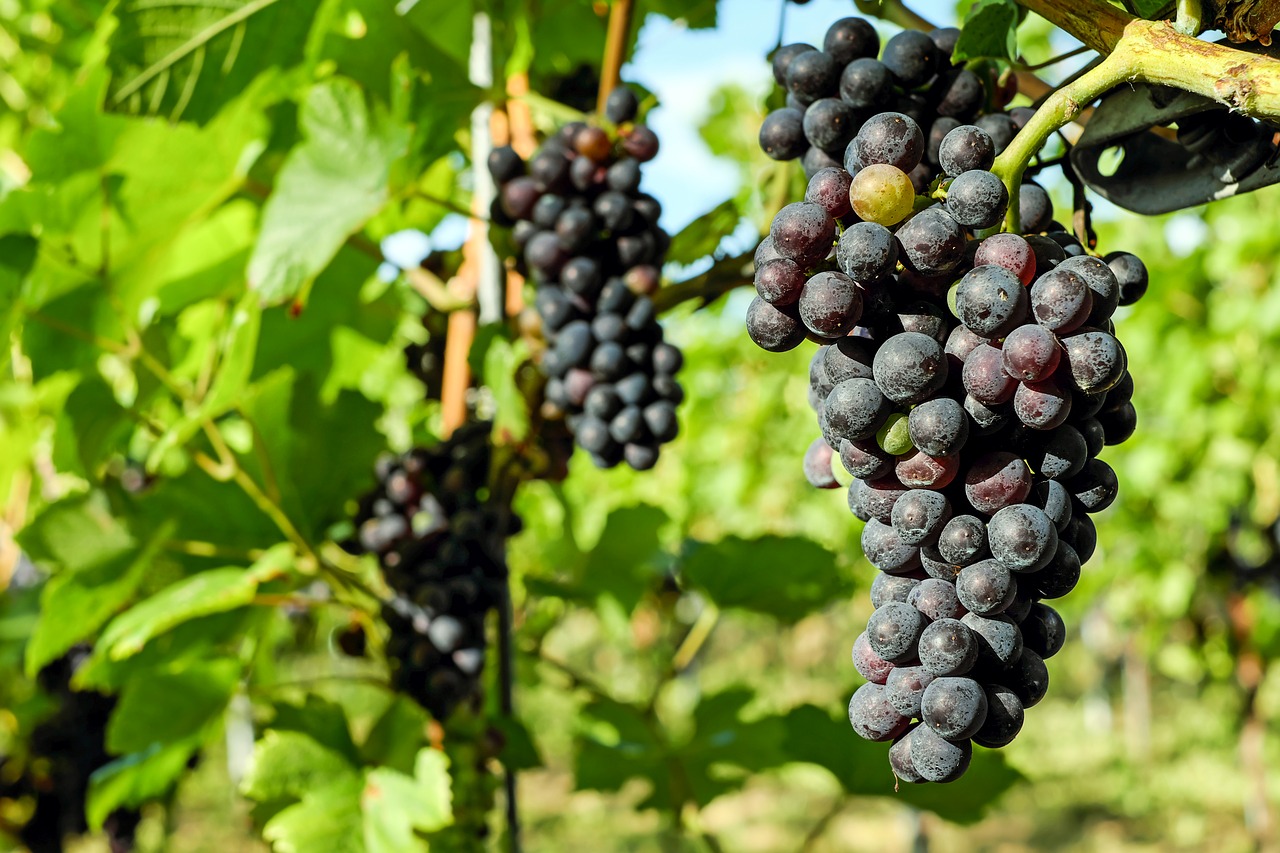 Image - grapes fruit vine grapevine