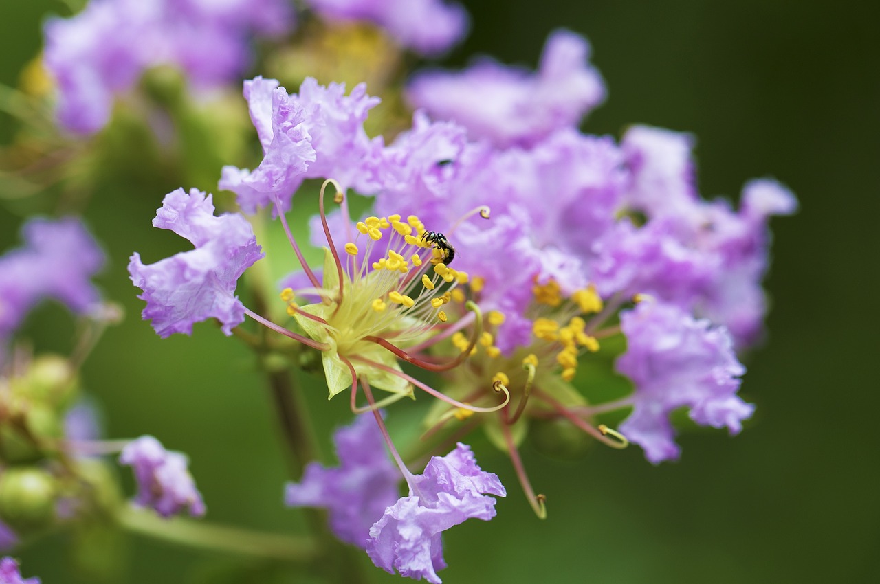 Image - flower forest nature spring summer