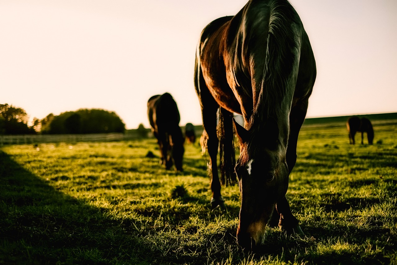 Image - horses grazing meadow field farm