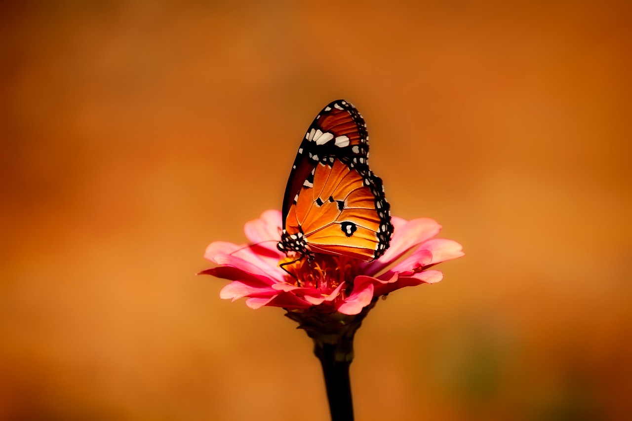 Image - butterfly insect flower plant