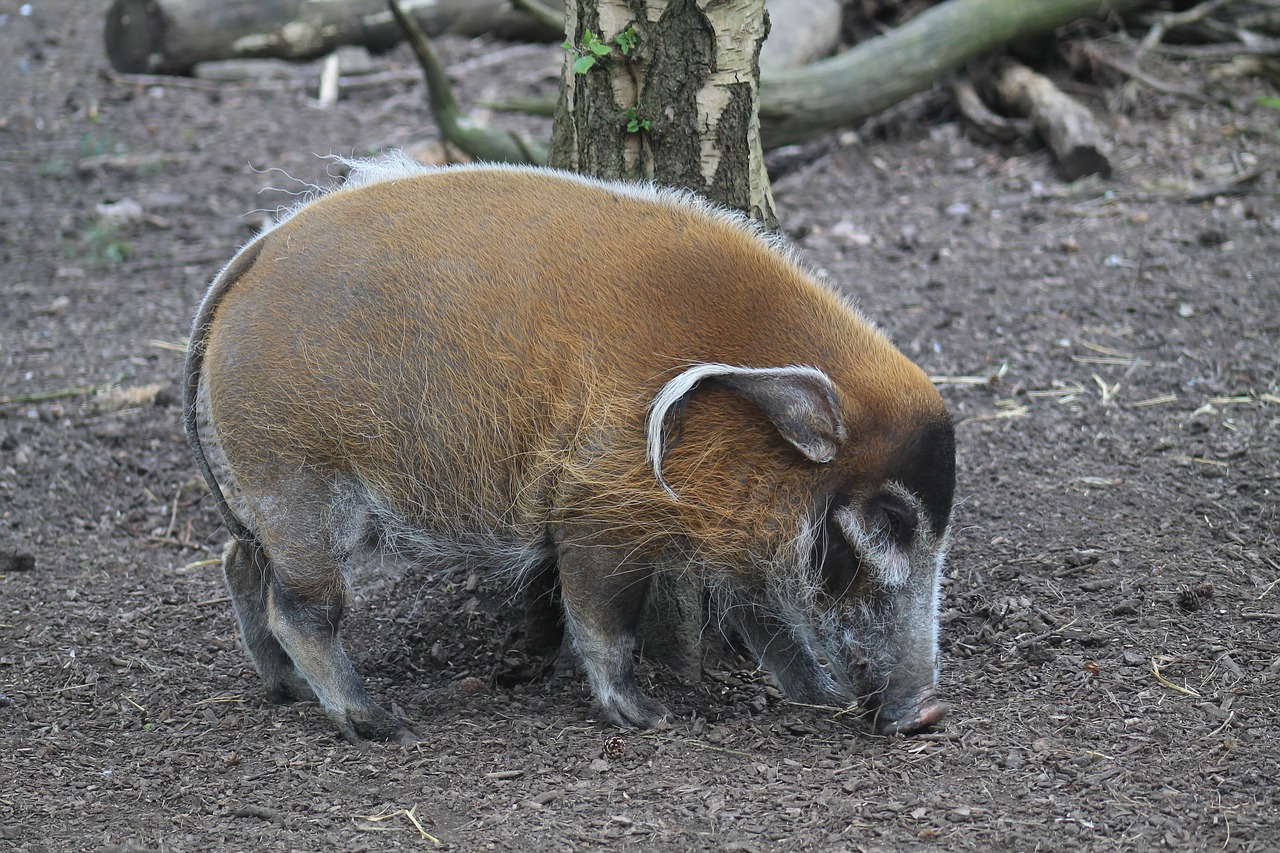 Image - red river hog pig wild mammal