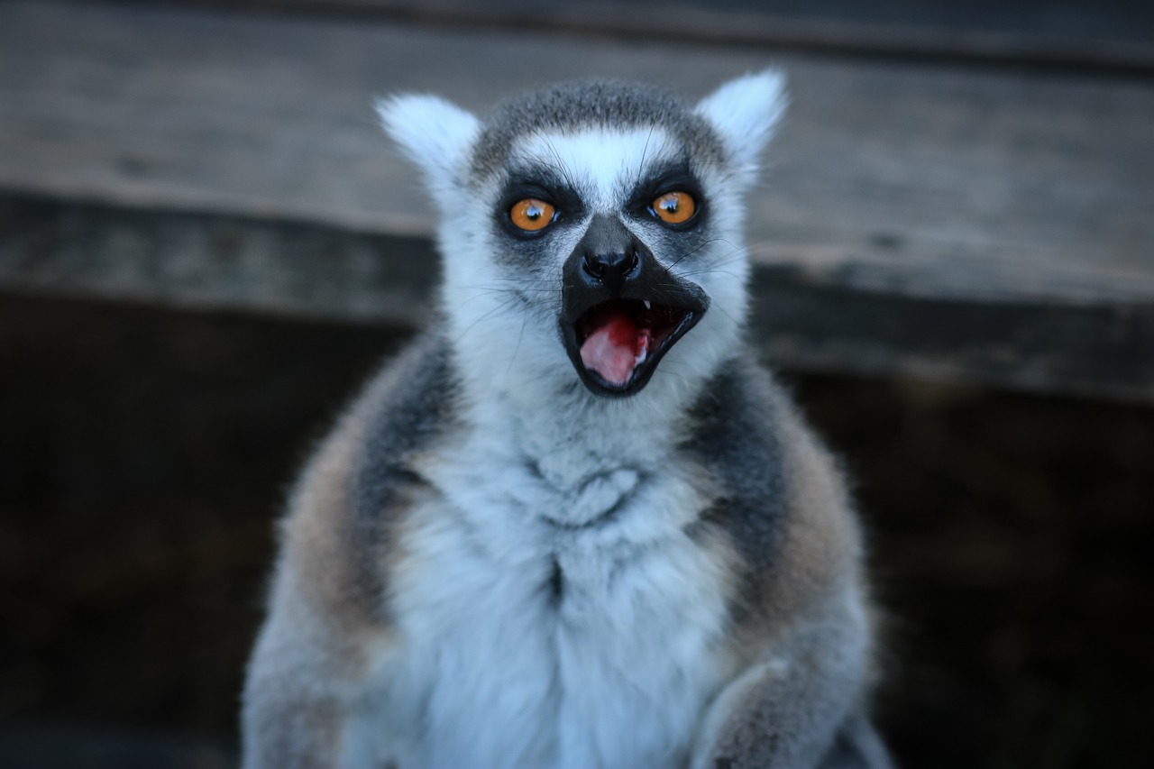 Image - lemur lemurs animals zoo share