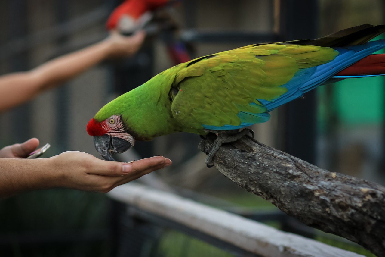 Image - macaw ave bird parrot animal