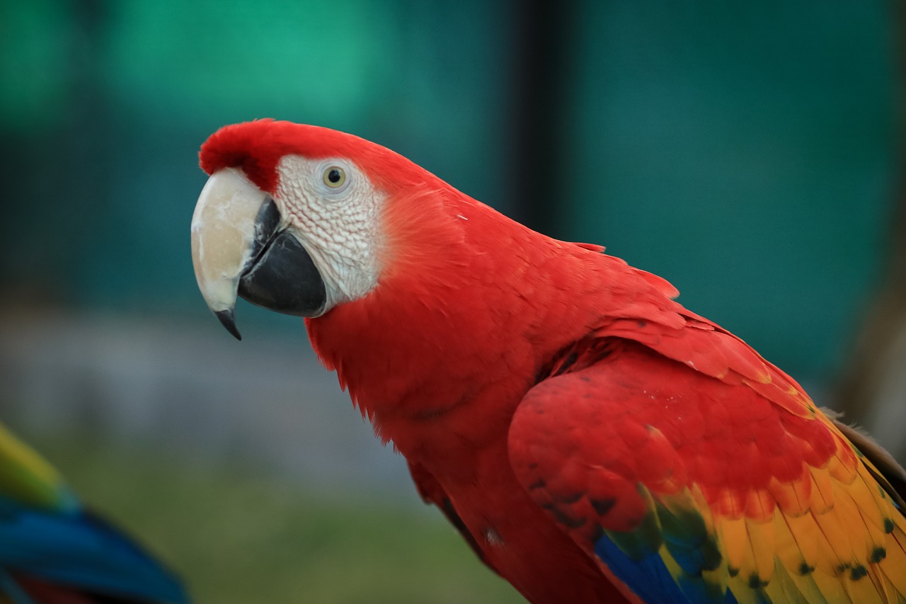 Image - macaw ave bird parrot animal