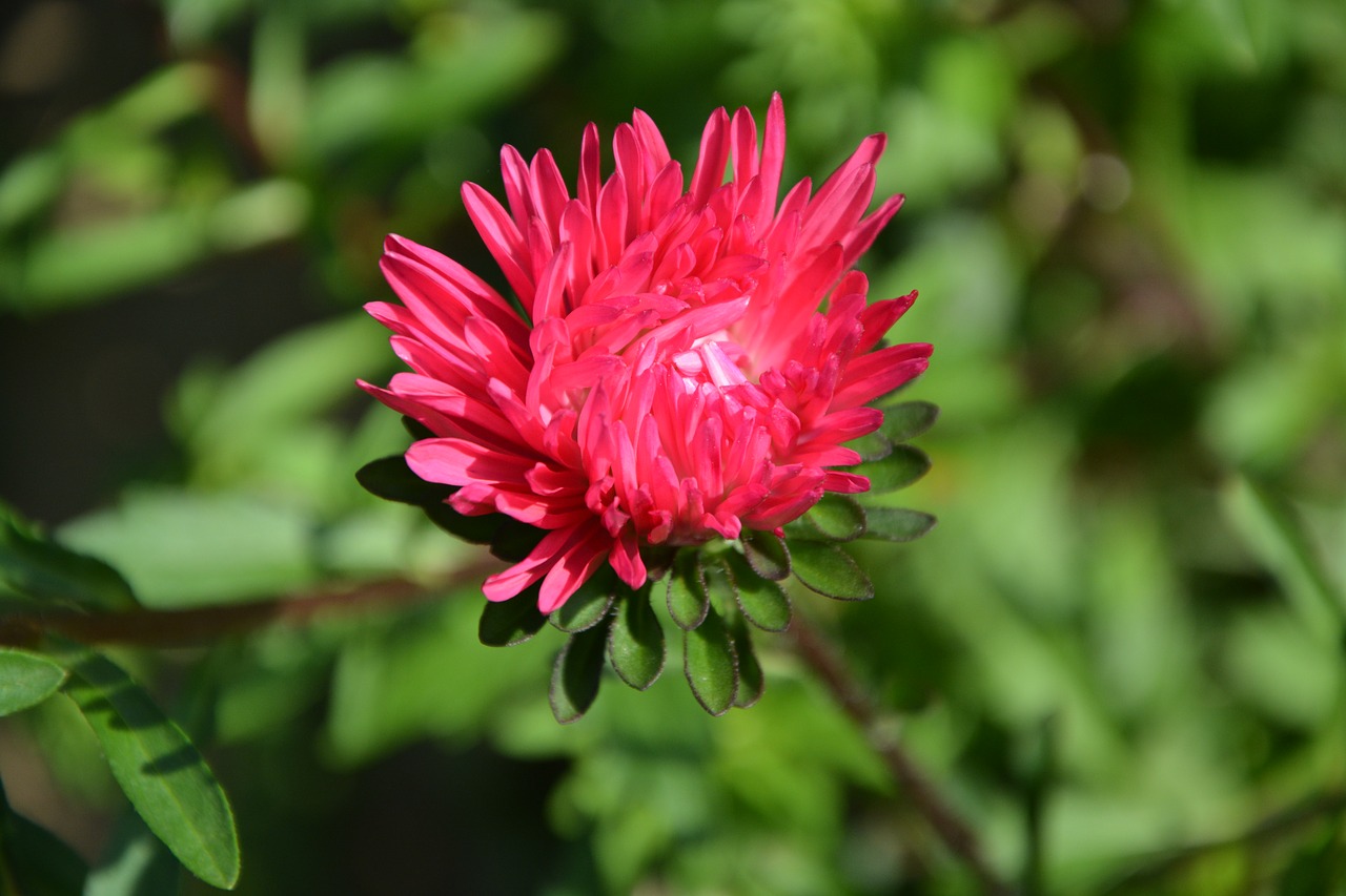 Image - flower red garden massif summer