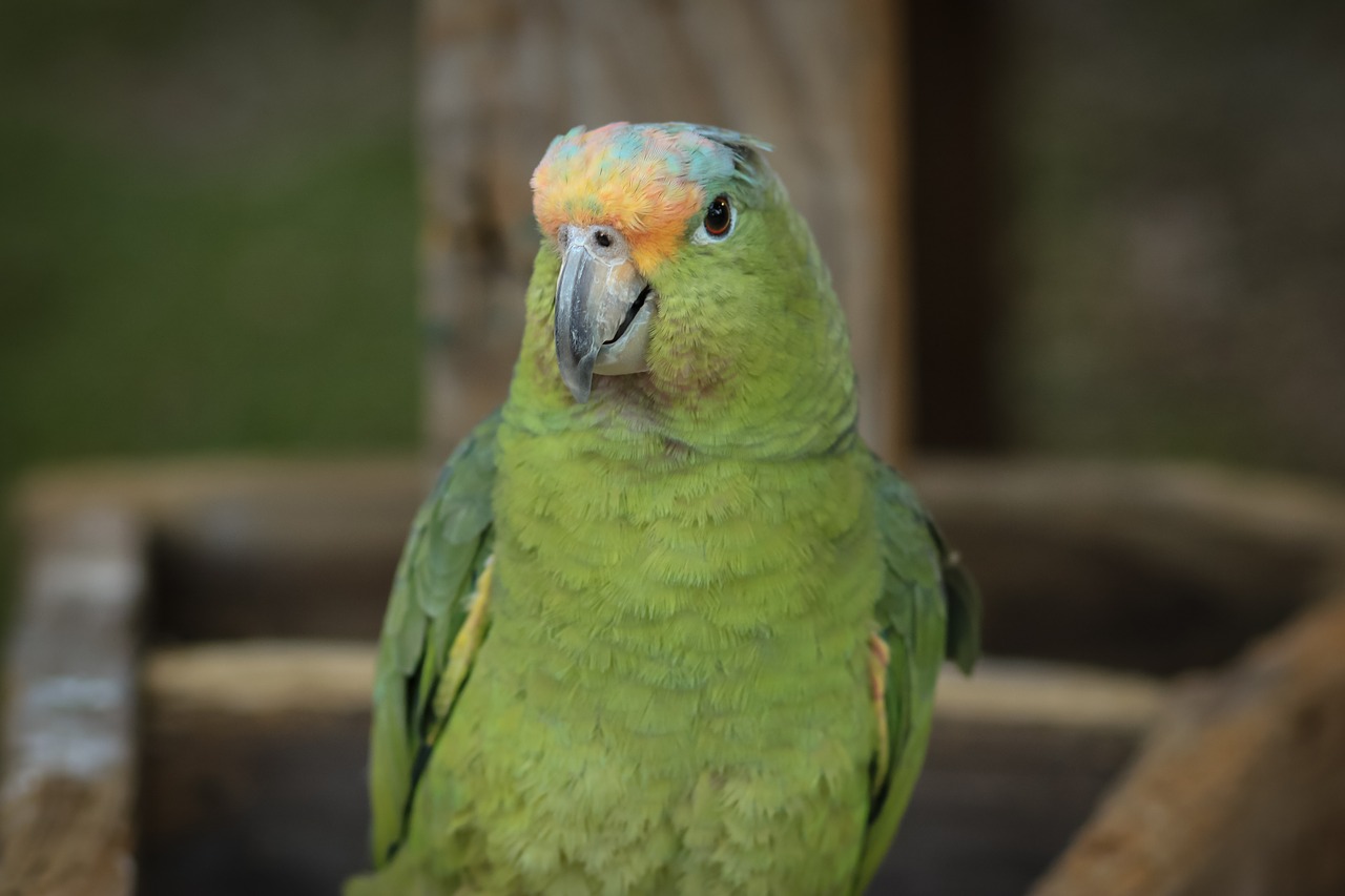 Image - macaw ave bird parrot animal