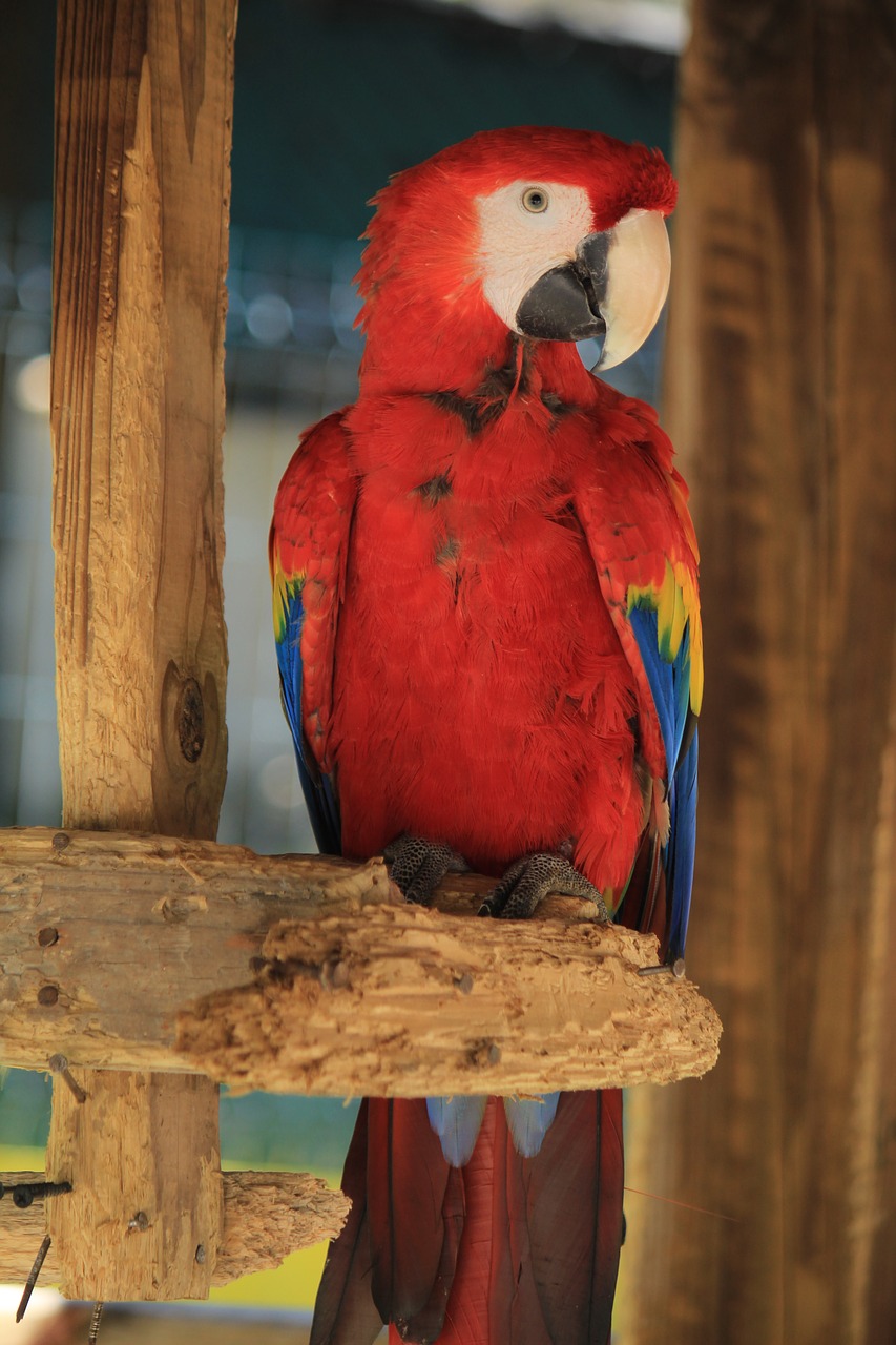 Image - macaw ave bird parrot animal