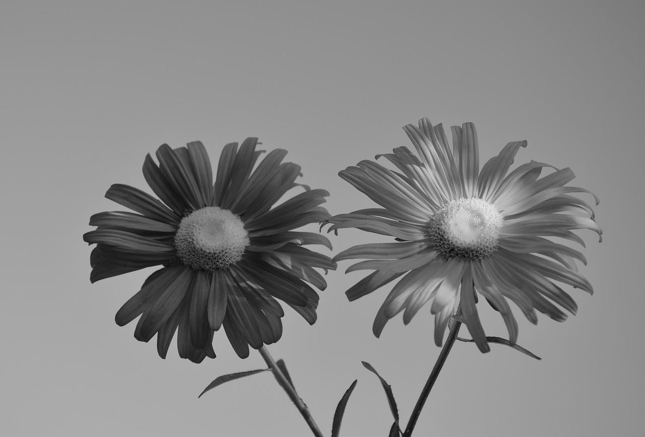 Image - marguerite pics image nature plant