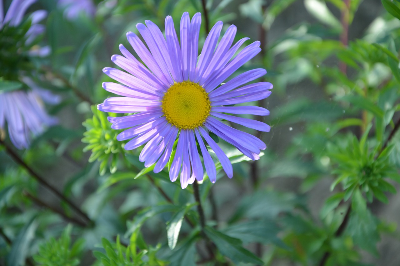 Image - flower garden marguerite purple