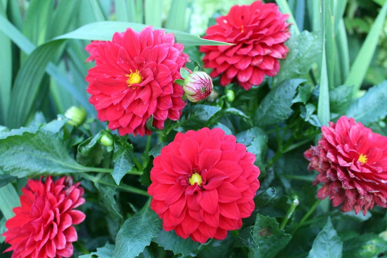 Image - dahlias garden flowers nature