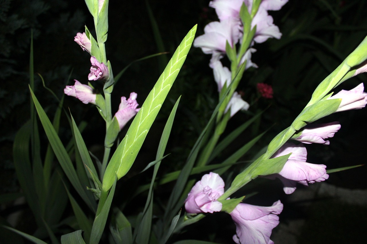 Image - gladiola gladiolus flower plant