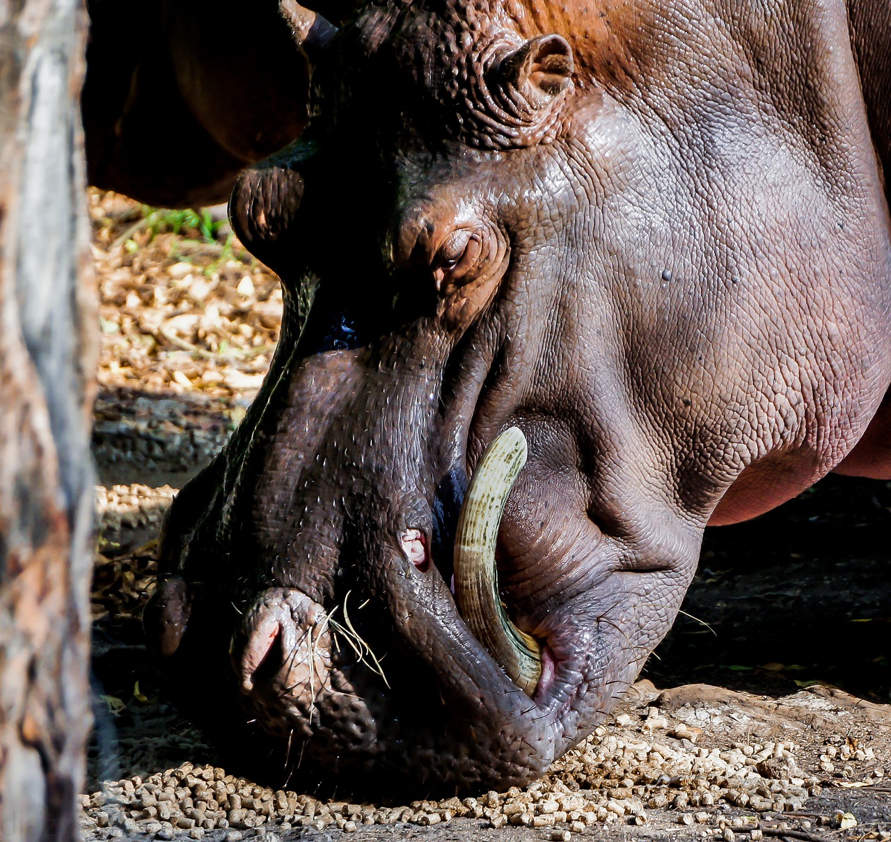 Image - hippo nature wildlife hippopotamus