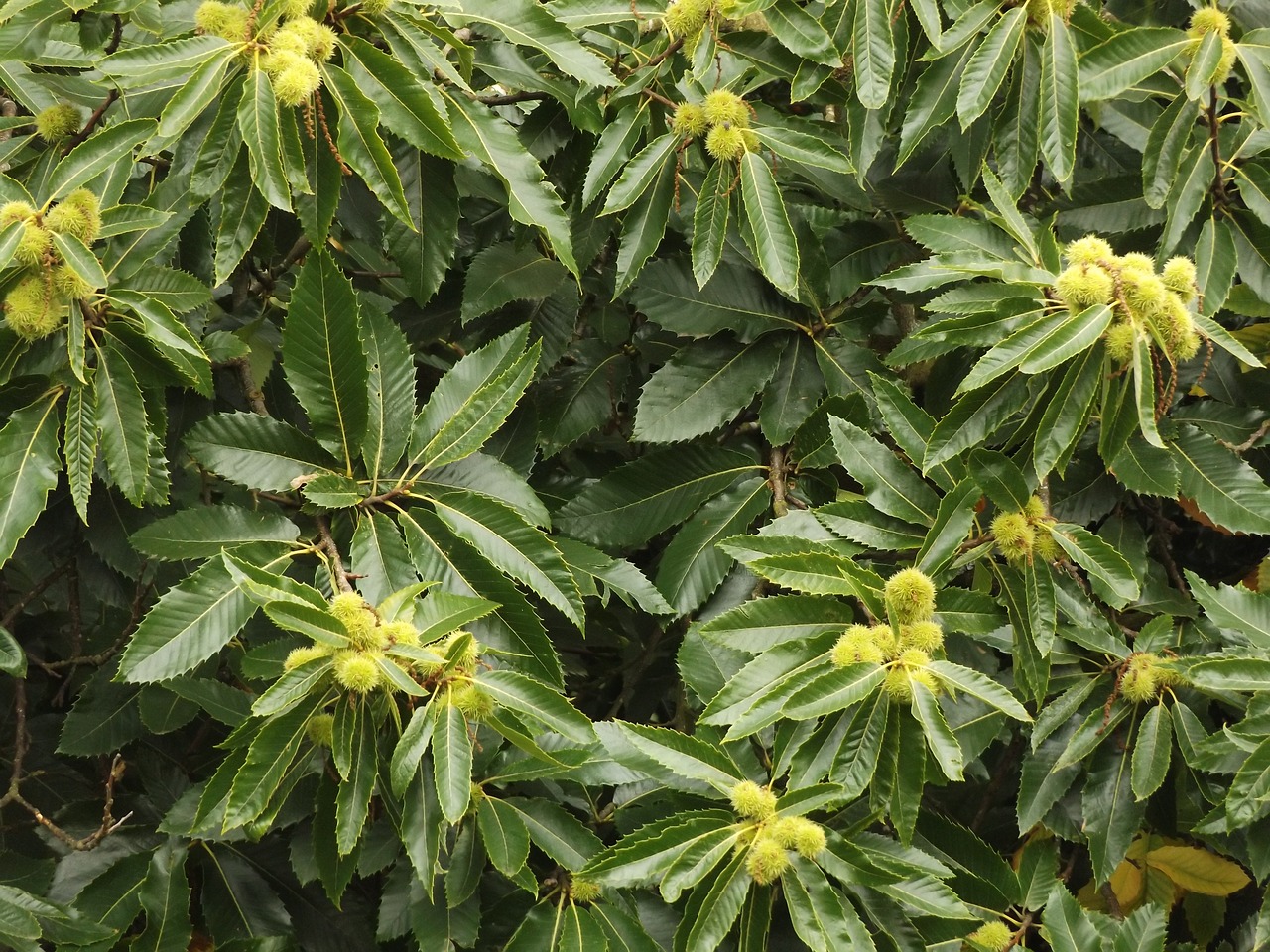 Image - chestnut tree nature green leaf