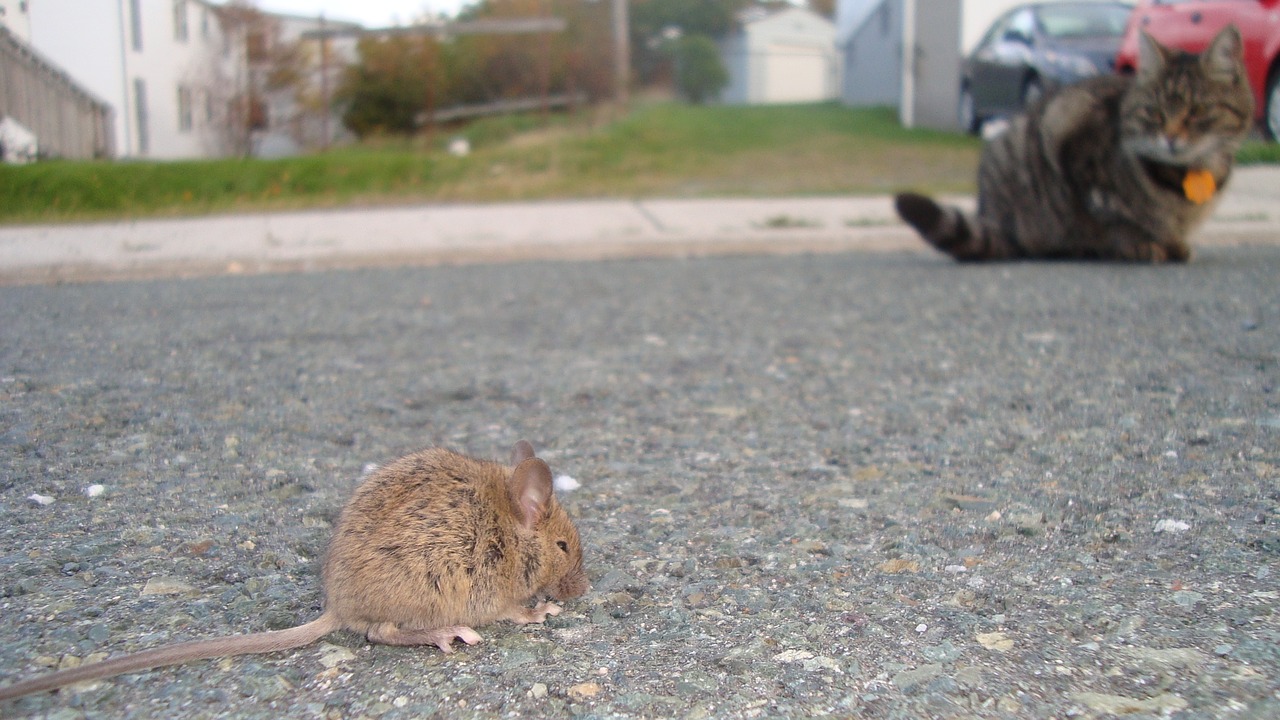 Image - baby rat cat hunting prey