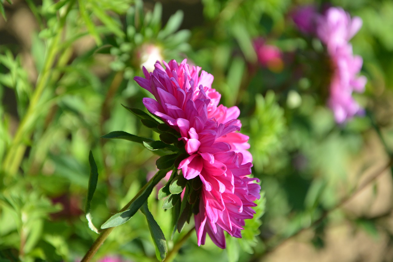 Image - flower profile of flower pink