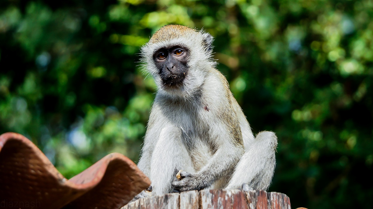 Image - monkey mombasa kenya mammal