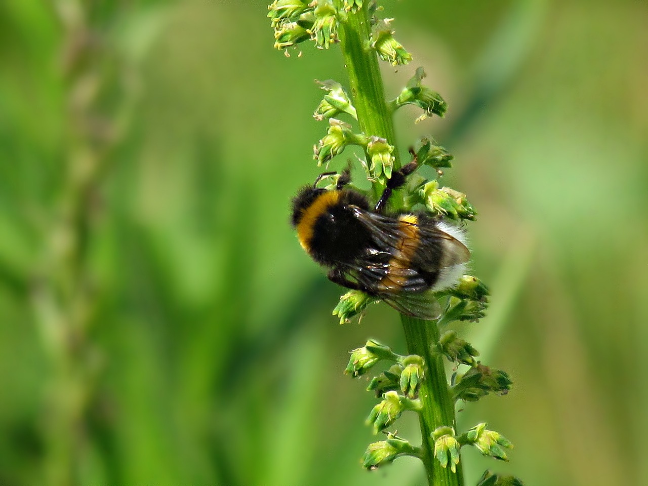 Image - summer insects bumblebee bittern