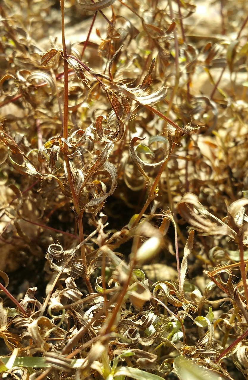 Image - dry grass dead grass grass