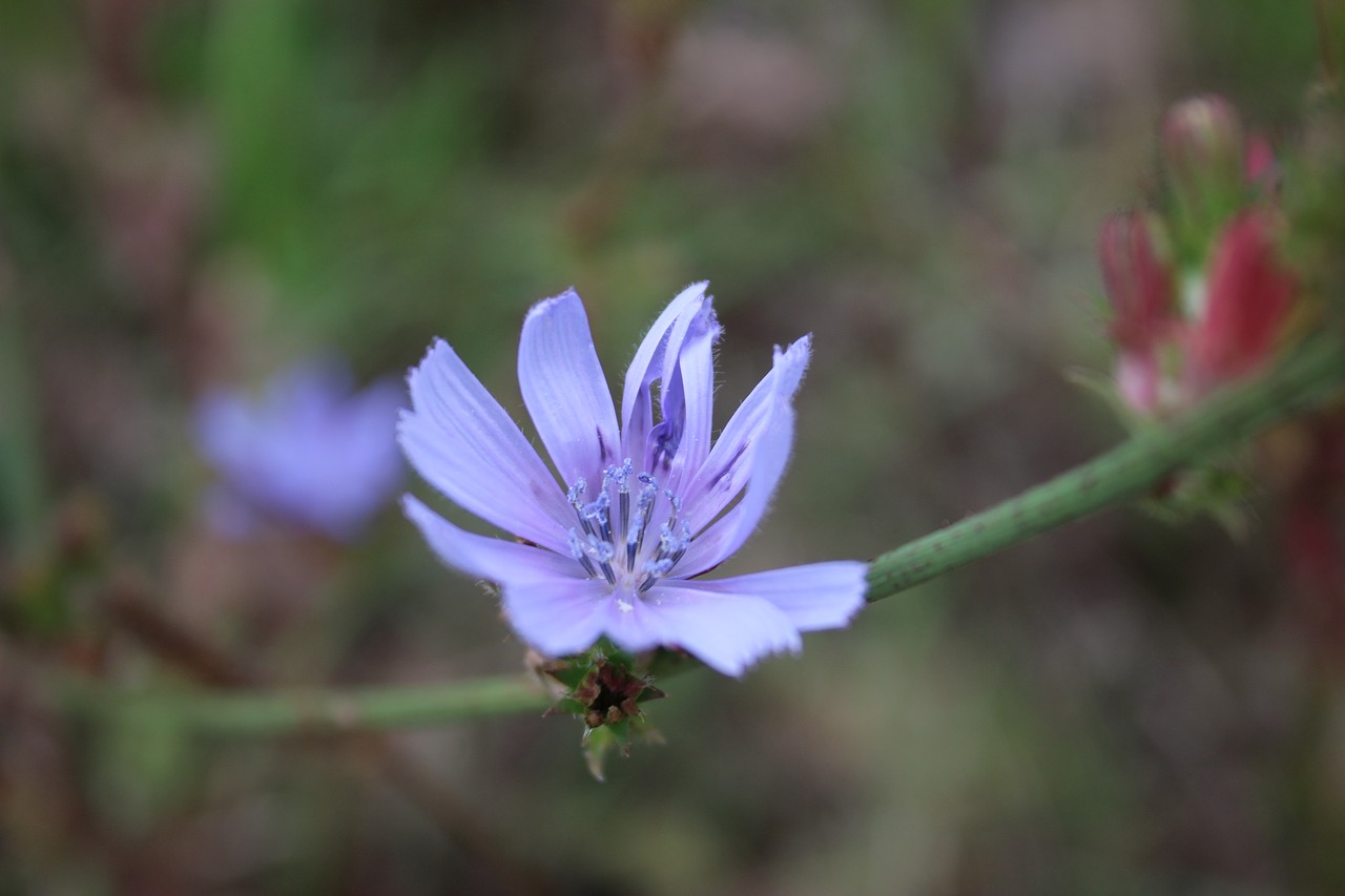 Image - purple flowers nature purple