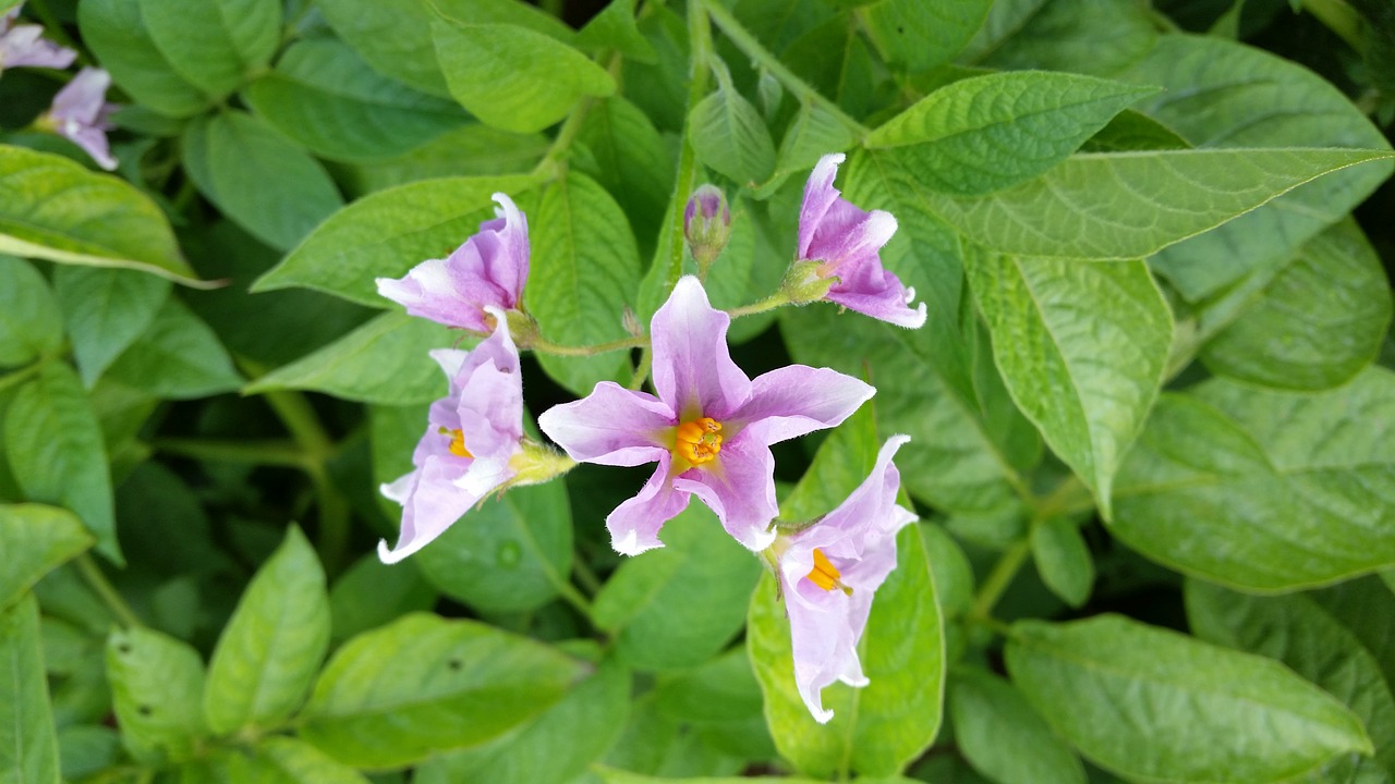 Image - potato flower blossom agriculture