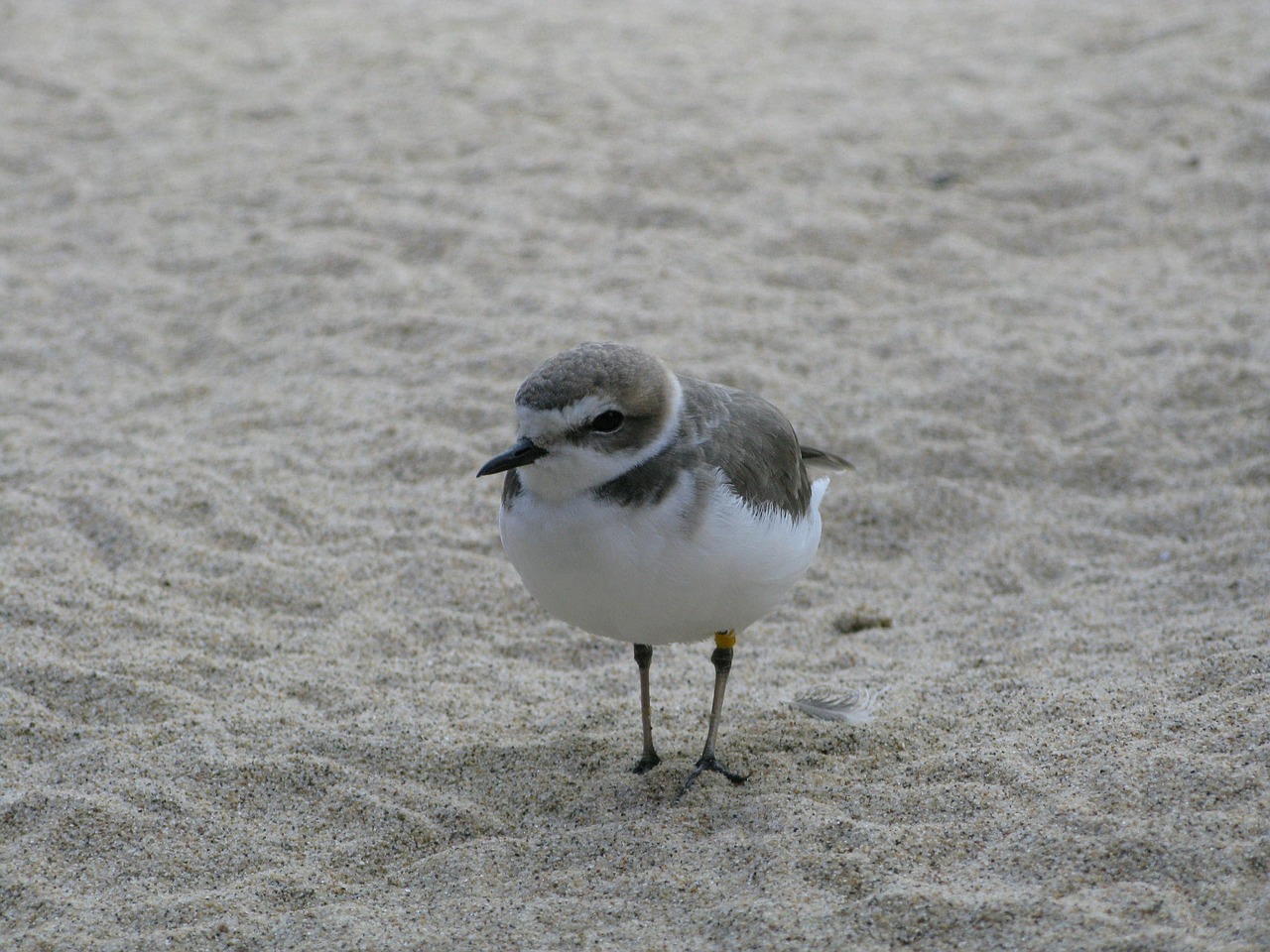 Image - bird sand beach seagull shore