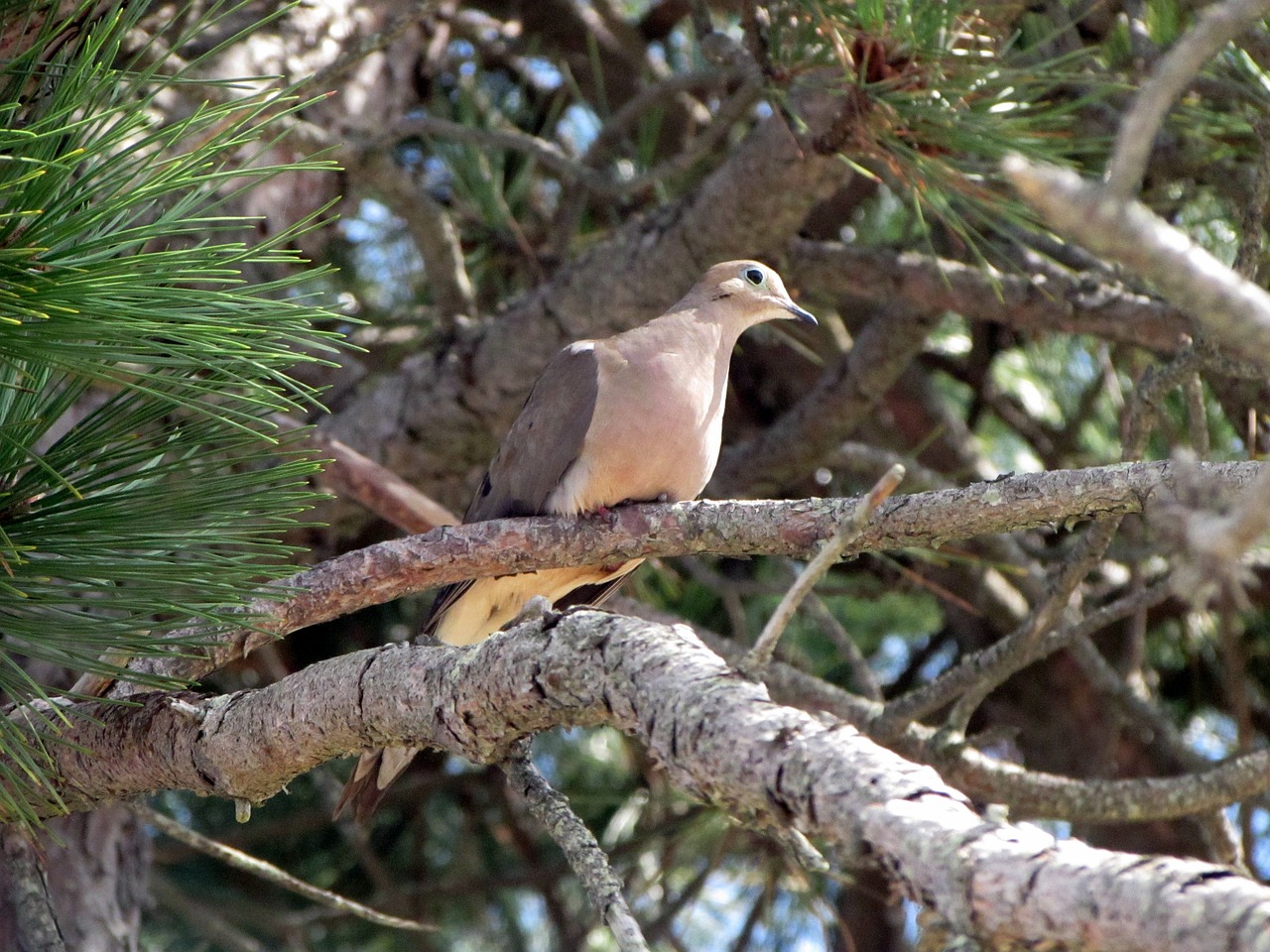 Image - mourning dove dove bird avian